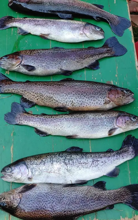 Schule Hugfling Aktuelles Fischweiher Fische auf Tisch 2b