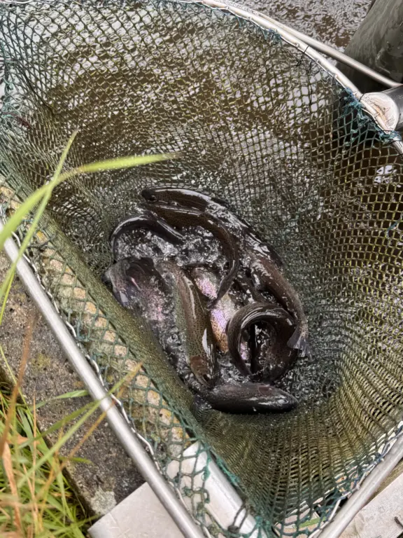 Schule Hugfling Aktuelles Fischweiher Fische im Kescher