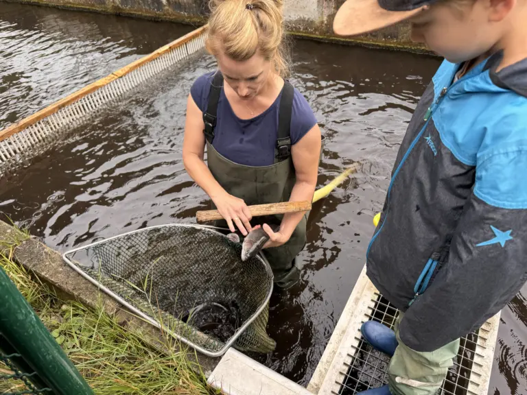 Schule Hugfling Aktuelles Fischweiher betäuben Fische