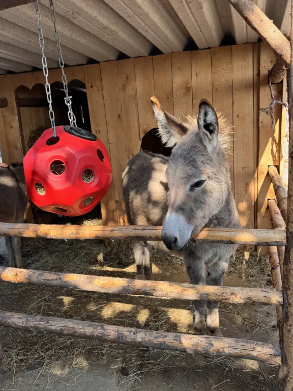Schule Huglfing Aktuelles Bauernhof Esel