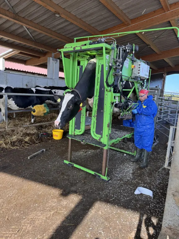 Schule Huglfing Aktuelles Bauernhof Kuh im Kran