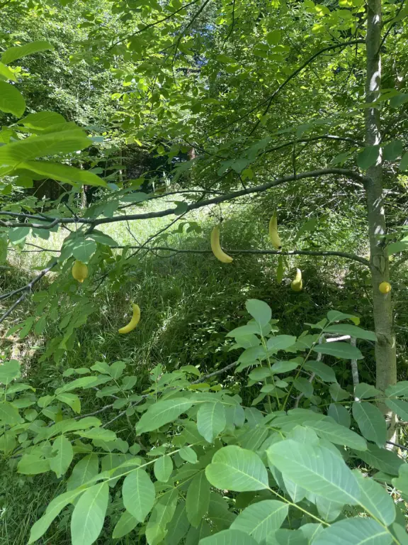 Schule Huglfing Aktuelles Lernort Natur Früchte im Baum