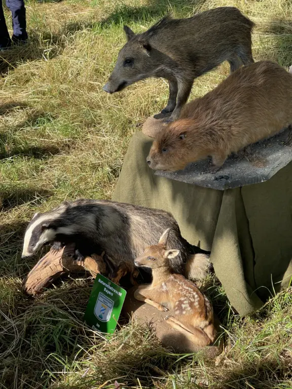 Schule Huglfing Aktuelles Lernort Natur Tiere im Wald