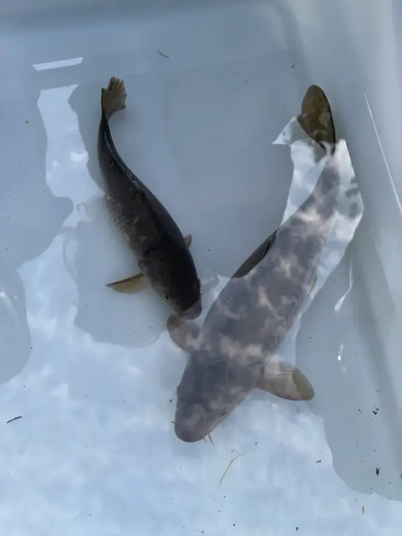 Schule Huglfing Aktuelles Lernort Natur Welse 2